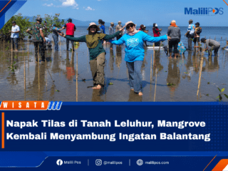 Napak Tilas di Tanah Leluhur, Mangrove Kembali Menyambung Ingatan Balantang