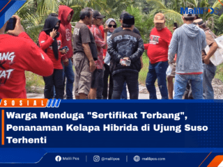 Warga Menduga "Sertifikat Terbang", Penanaman Kelapa Hibrida di Ujung Suso Terhenti