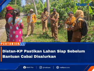 Distan-KP Pastikan Lahan Siap Sebelum Bantuan Cabai Disalurkan