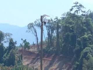 Diduga Land Clearing Saat Persetujuan Lingkungan Belum Tuntas, JAKAM Nilai PT. Tizar Abai Seruan DLH