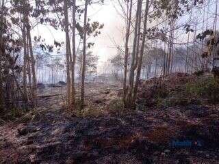 Air Menyusut, Lahan Terbakar: Seberapa Lama Kekeringan Melanda Lutim?